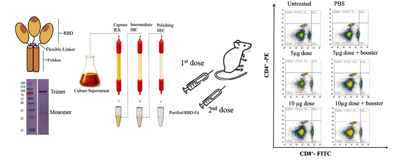 Graphical Abstract